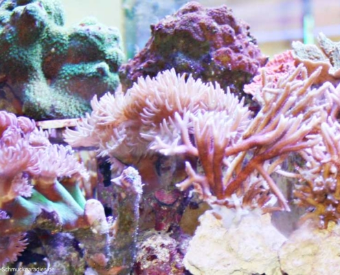 Schmuck aus Korallen - lässt sich das in Einklang bringen mit Artenschutz?