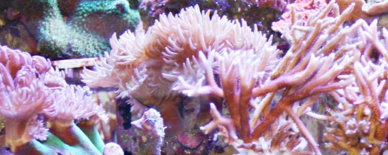 Schmuck aus Korallen - lässt sich das in Einklang bringen mit Artenschutz?